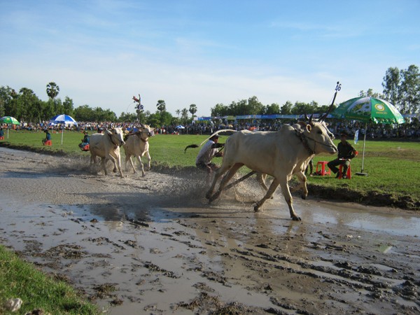 8 giờ tối 2-12, tại Khu công nghiệp Xuân Tô, huyện Tịnh Biên, tỉnh An Giang đã diễn ra đêm khai mạc hết sức tưng bừng cho Ngày hội Văn hóa thể thao và du lịch vùng đồng bào Khmer Nam bộ lần thứ 5-2011. Điểm nhấn của ngày hội lần này là 2 loại hình thể thao đặc sắc, truyền thống của đồng bào Khmer: giải đua bò Bảy Núi và đua ghe ngo (kênh Trà Sư, 6 tỉnh, thành tham dự).